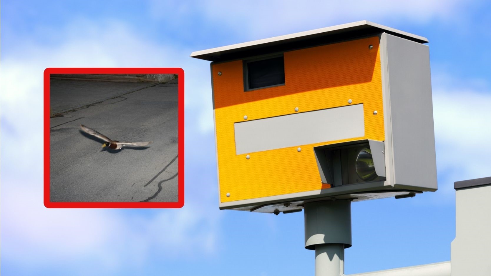 Ptak przekroczył prędkość przed fotoradarem. Działał w warunkach recydywy