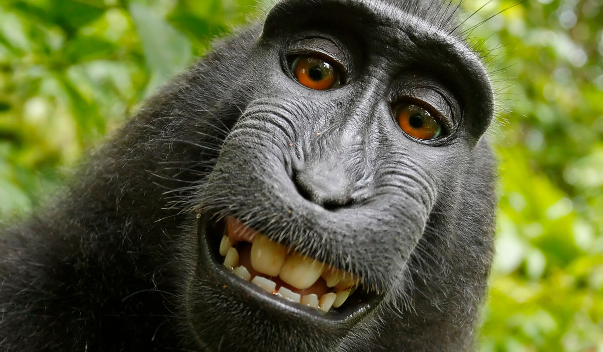 PETA chce przyznać małpie prawa do zrobionych zdjęć