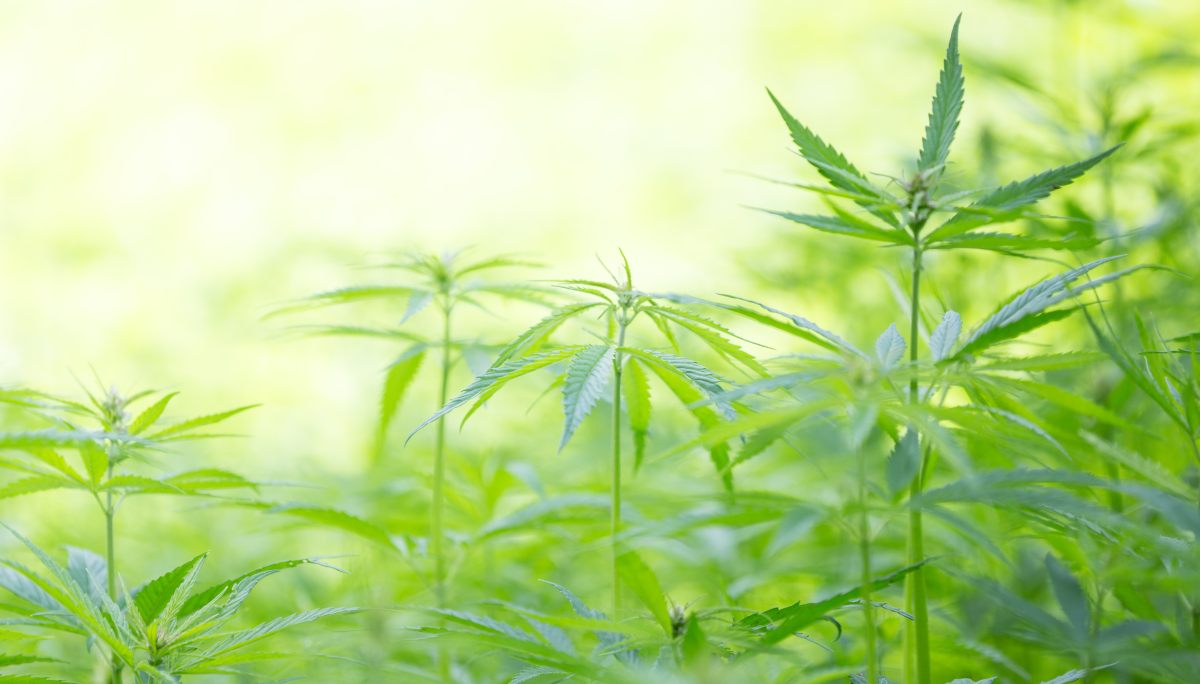 Holandia zalegalizuje uprawę marihuany? „To może przynieść milionowe zyski”