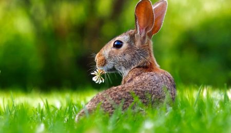 Czy Ministerstwo Zdrowia sugeruje żebyśmy … się „jak króliki”? Kontrowersyjna kampania wzburzyła internautów