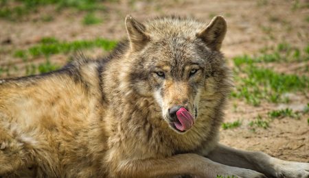 Wilk z Czerwonego Kapturka oskarżony o próbę zabójstwa. Surowa kara dla baśniowego stwora
