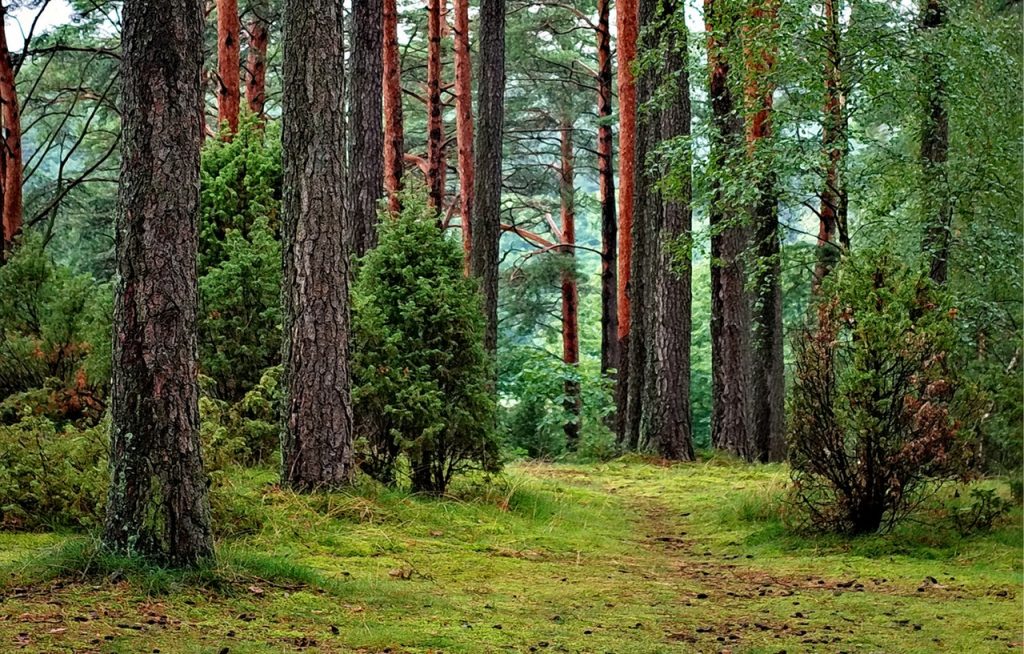 Jak sprzedać las? Krótki poradnik na temat sprzedaży nieruchomości leśnych