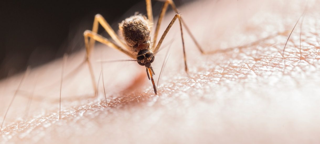Czy można znęcać się nad komarem, czy muchą? Ustawa o ochronie zwierząt precyzyjnie rozstrzyga tę kwestię