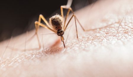 Czy można znęcać się nad komarem, czy muchą? Ustawa o ochronie zwierząt precyzyjnie rozstrzyga tę kwestię