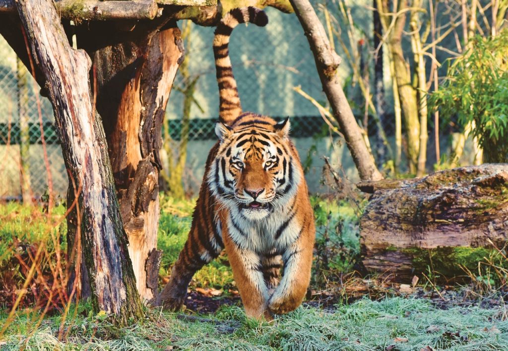 W poznańskim zoo przeprowadzono kontrolę. Zdaniem dyrektorki to kara za to, że uratowała tygrysy