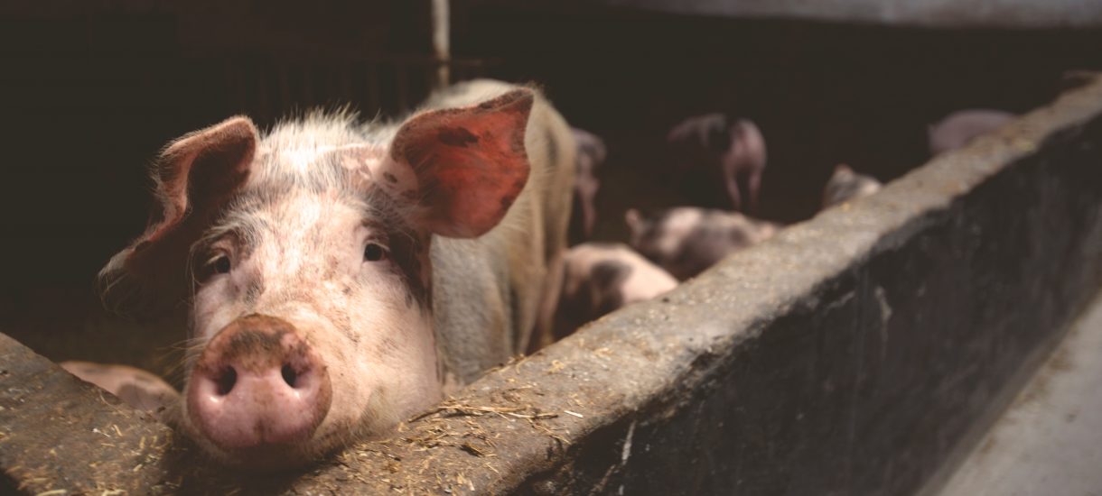 Świnie karmione zlewkami muszą być zabite. Bezduszne prawo, czy racjonalna ochrona zdrowia konsumentów?