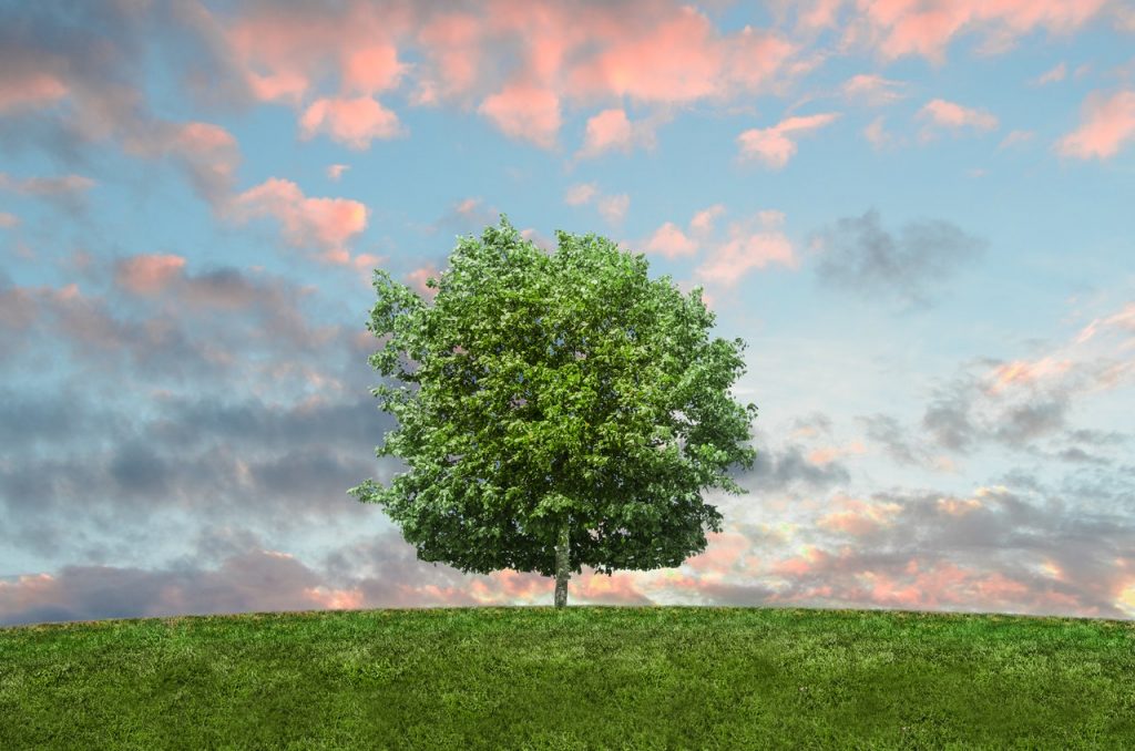 Kiedy można usunąć drzewo ze swojej nieruchomości? Okazuje się, że nie jest to takie proste