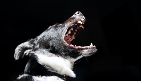 Kara za szczekanie psa została nałożona na jego właścicielkę przez elbląski sąd. Czy to oznacza, że pies nie ma prawa szczekać?