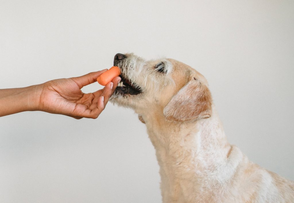 Czy karmienie psa wegańskim jedzeniem to znęcanie się nad nim, za które można pójść do więzienia?