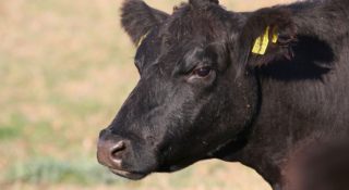Walka o klimat. Naukowcy uważają, że krowy powinny chodzić do toalety