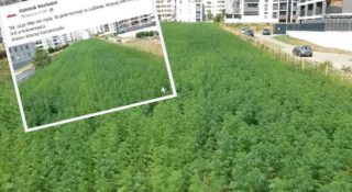 Marihuana między blokami w Lublinie. W pełni legalnie 