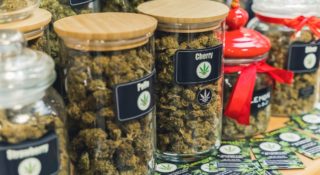 marihuana-polska-odmiana-800+