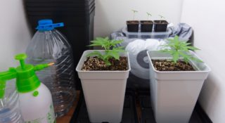 marihuana-Niemcy-przepisy-prawa