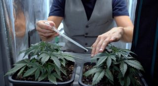marihuana-budzet-miejsca-pracy