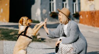 Polska firma podbija świat. Animalhotels rozwiązuje problem właścicieli zwierząt