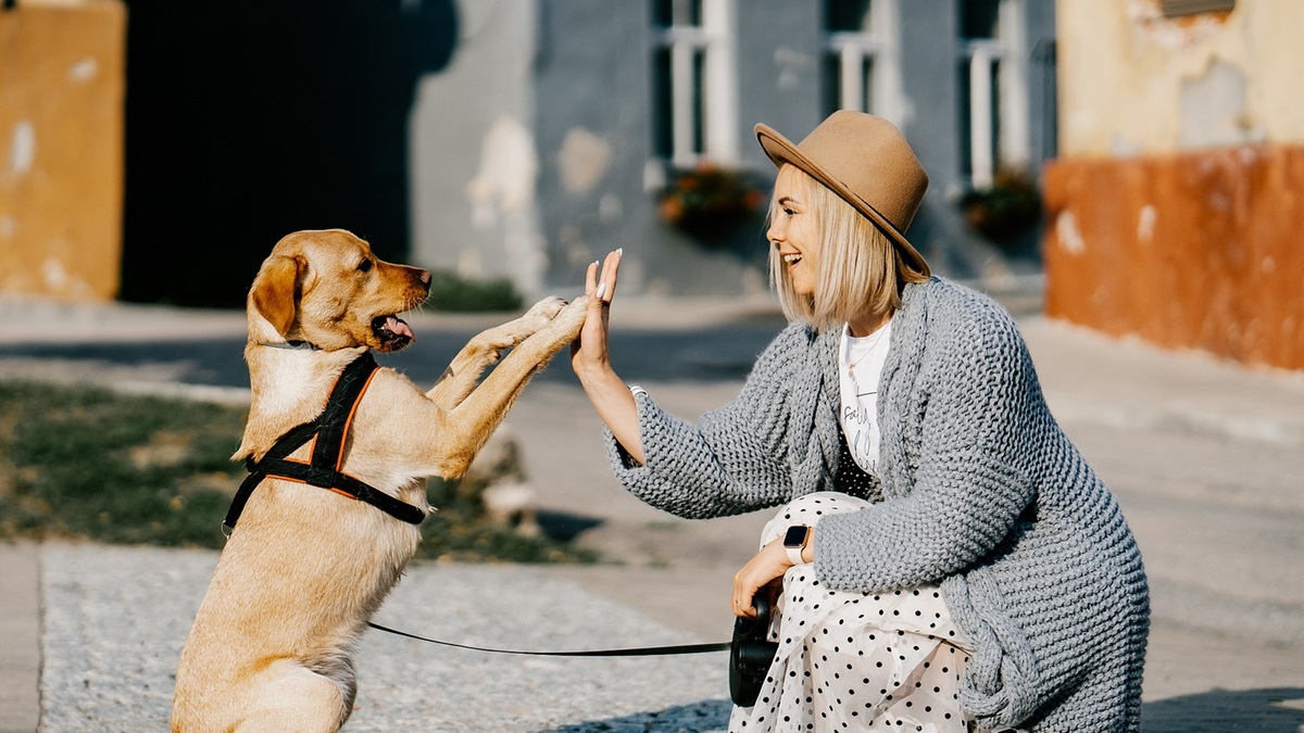 Polska firma podbija świat. Animalhotels rozwiązuje problem właścicieli zwierząt