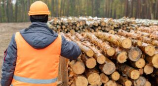 Polskie drewno ma zostać w Polsce, trafi na listę surowców strategicznych