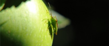 apple bug