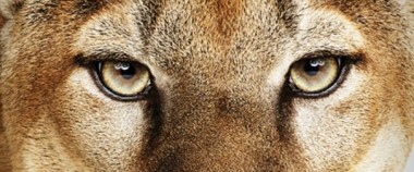 mountain_lion
