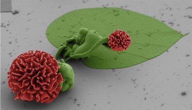 Nanofotografia