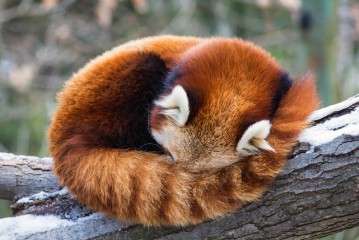Mozilla prosi: Nie korzystajcie z Chrome. Przyszłość Firefoxa pod znakiem zapytania