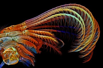 Niezwykłe makroświaty na zwycięskich zdjęciach z konkursu Olympus Bioscapes