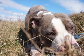 amstaff