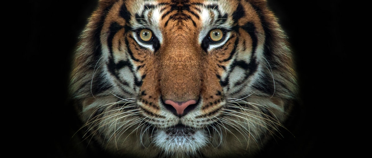 Poleciały głowy. Agencja odpowiedzialna za wpadkę Tigera straciła kontrakt