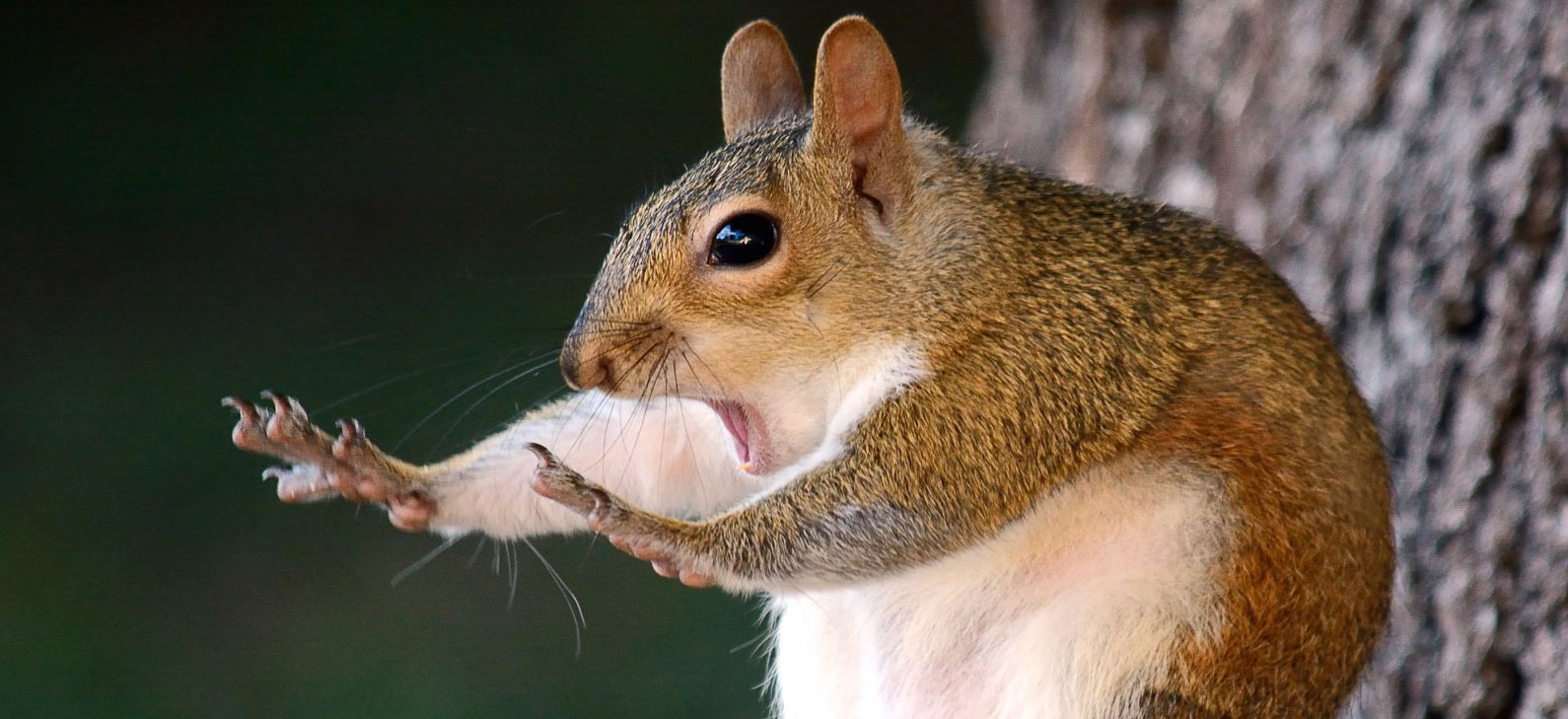 2018 Comedy Wildlife Photography Awards - wyniki