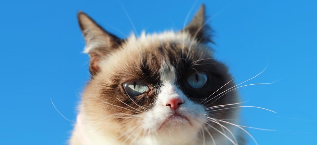 Grumpy cat nie żyje