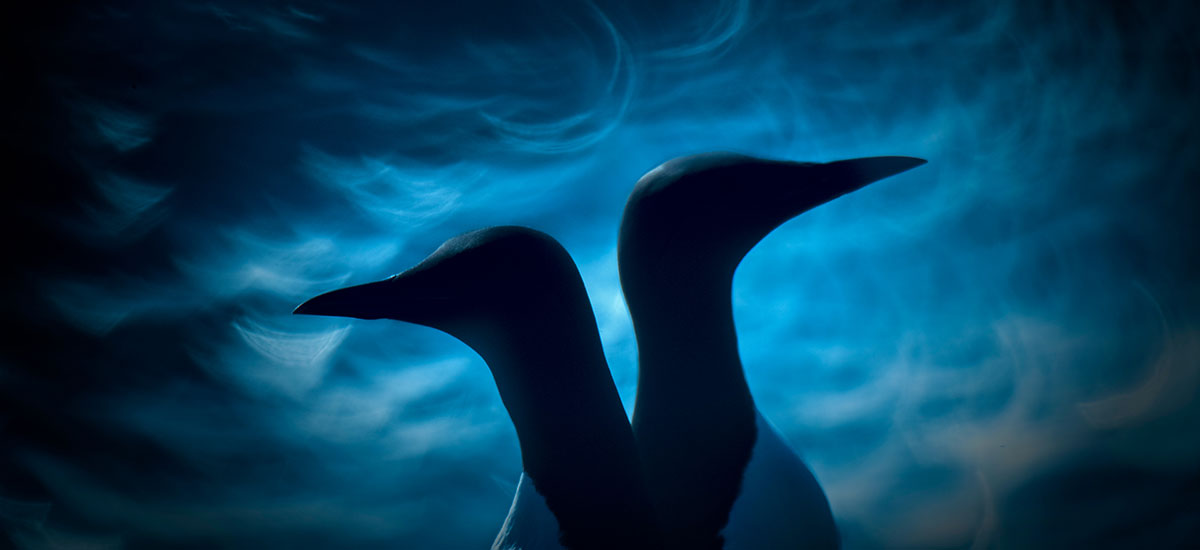 Nature Photographer of the Year 2019