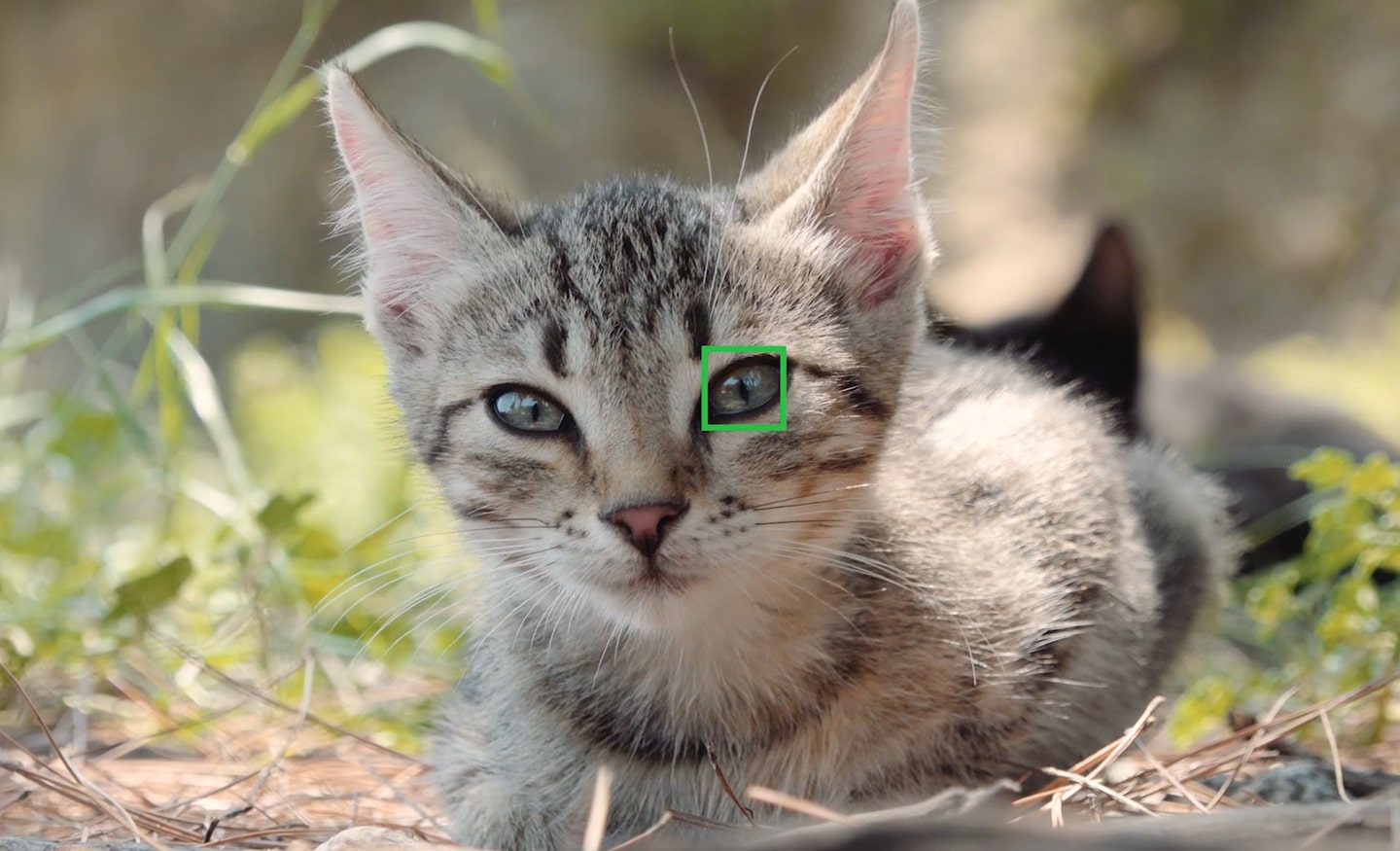 sony ai eye af