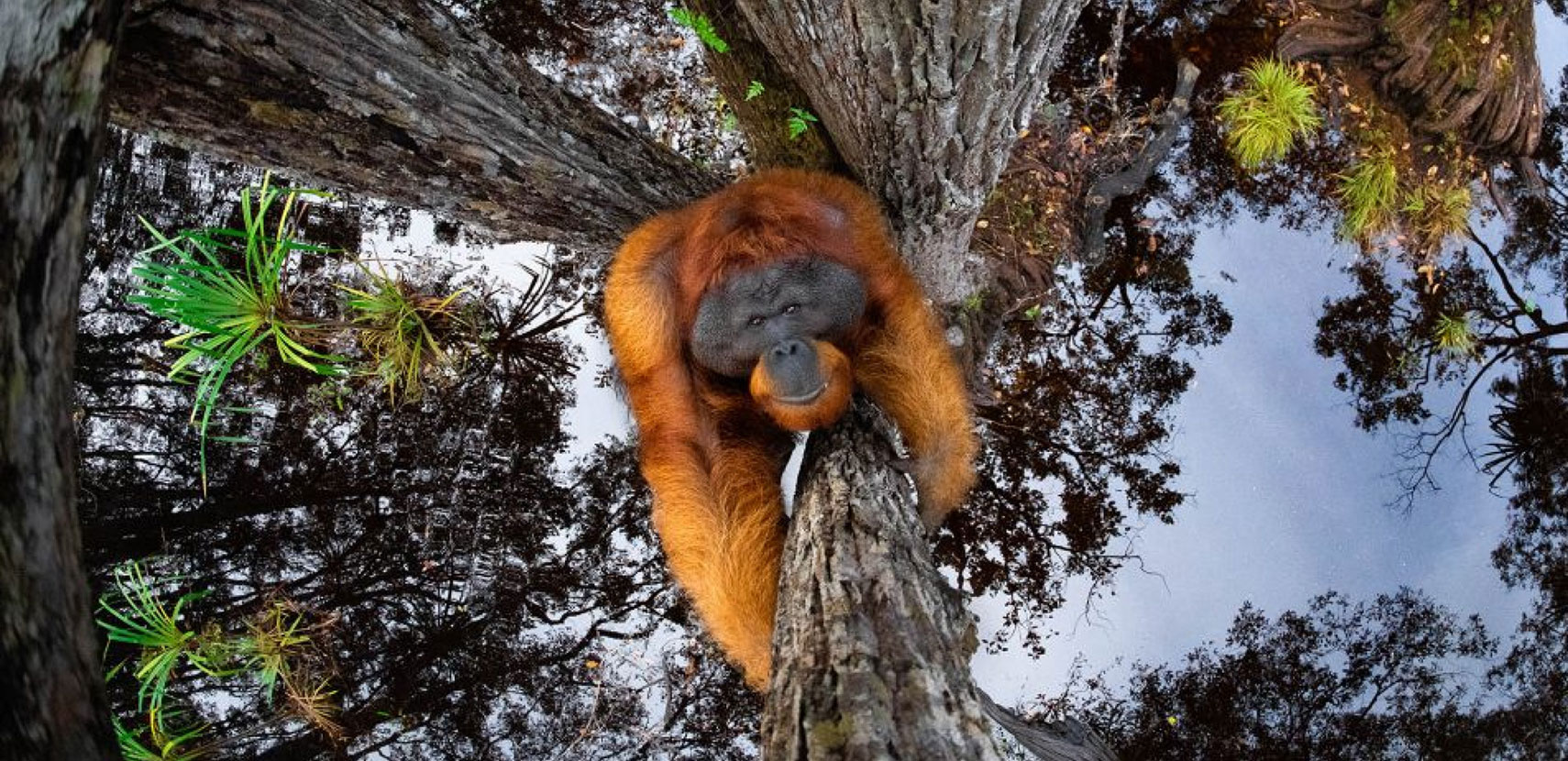 Fotografia Polaka wśród najlepszych zdjęć Nature Photographer of the Year 2020