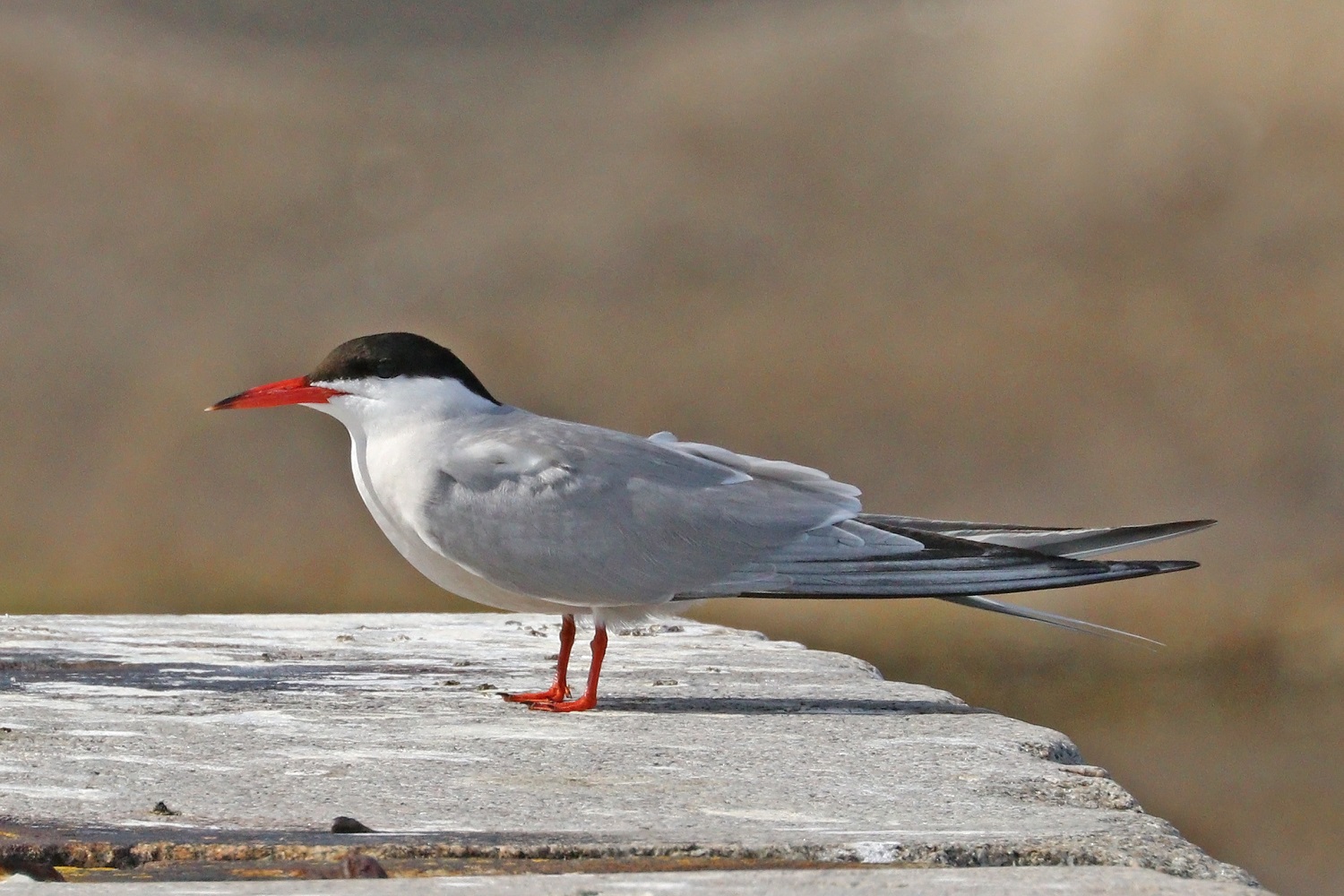 tern atlas