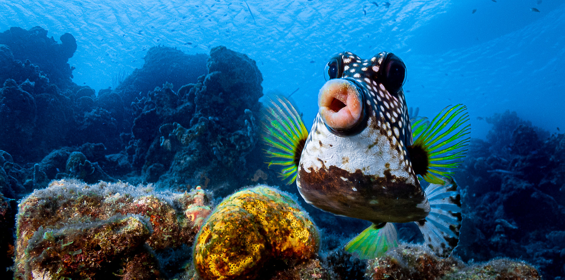 Comedy Wildlife Photography Awards 2021, czyli zdjęcia zwierząt śmiechu warte