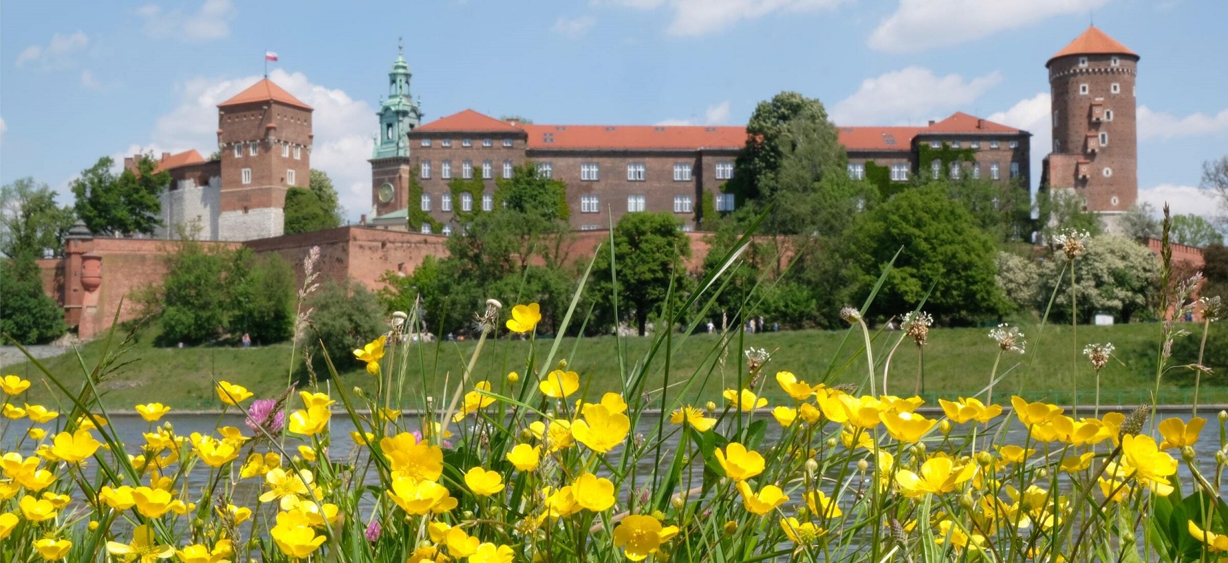 łąka kwietna