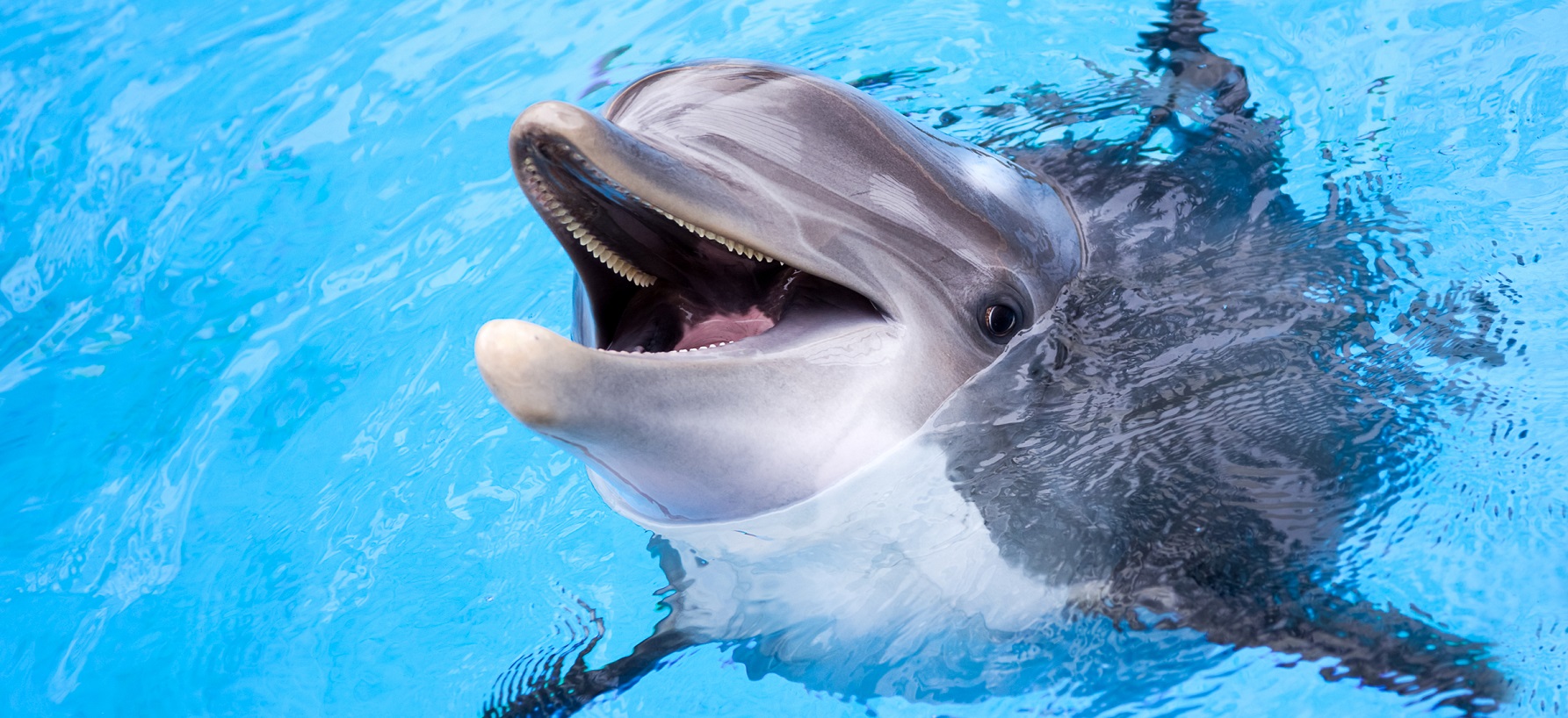 delfiny