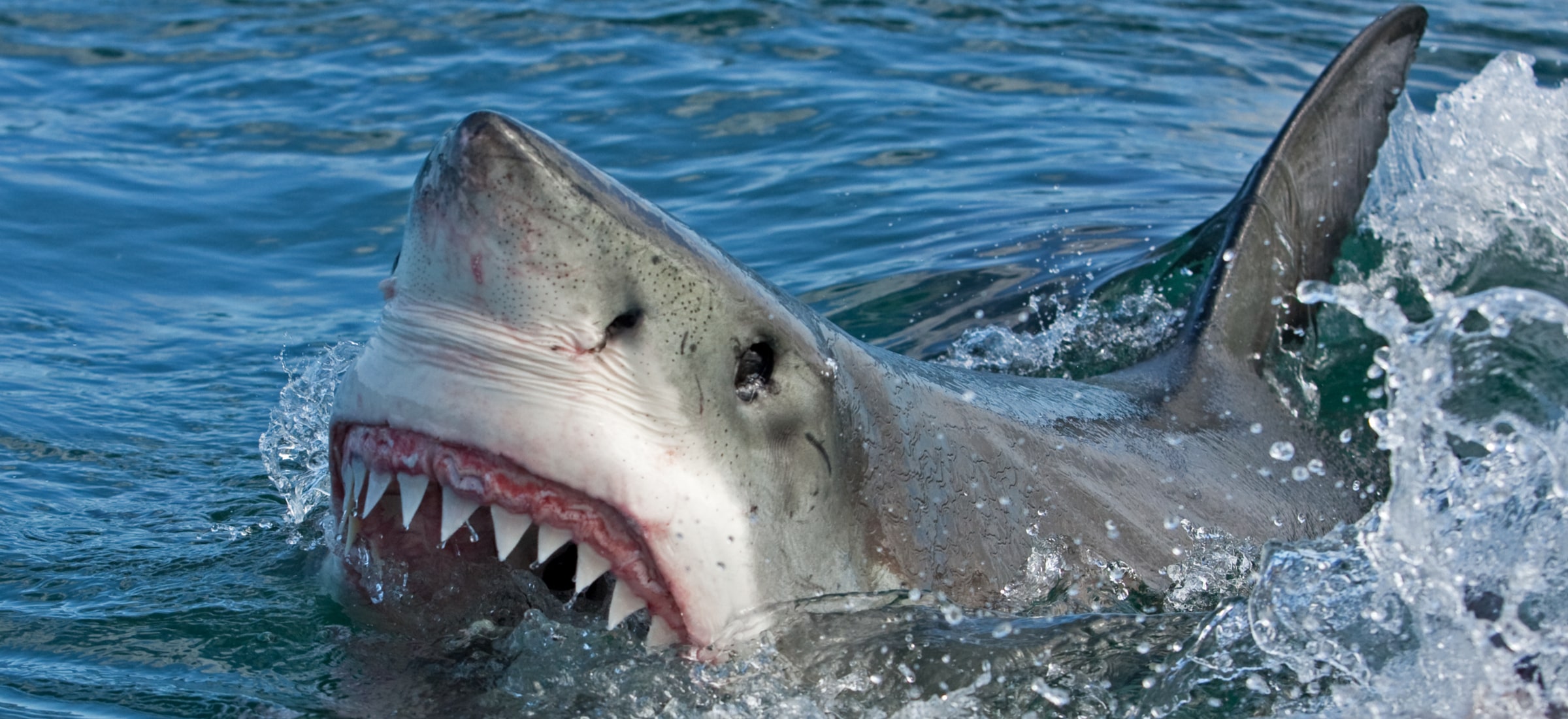 Megalodon pożarł kaszalota. Wiemy o tym z trzech kresek