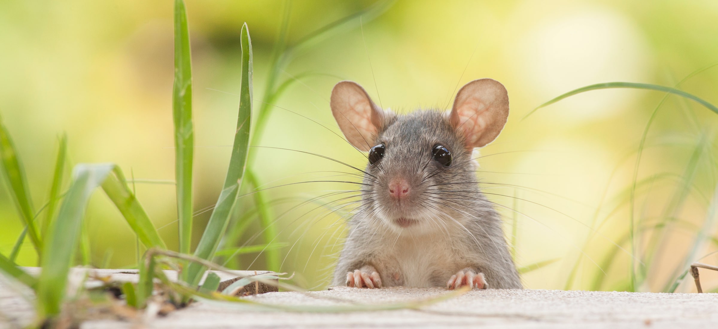 wiemy-jak-myszy-spalaj-nadmiar-trzewnej-tkanki-t-uszczowej-oby-u