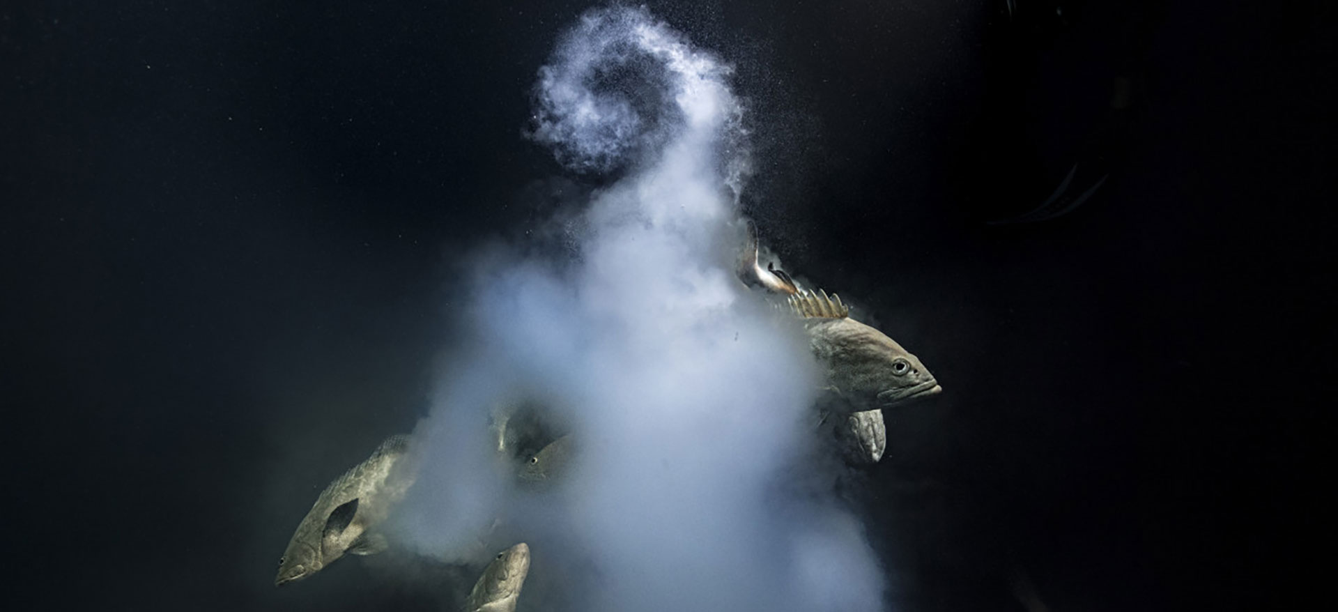 Wildlife Photographer of the Year 2021: oto najlepsze zdjęcia dzikiej przyrody