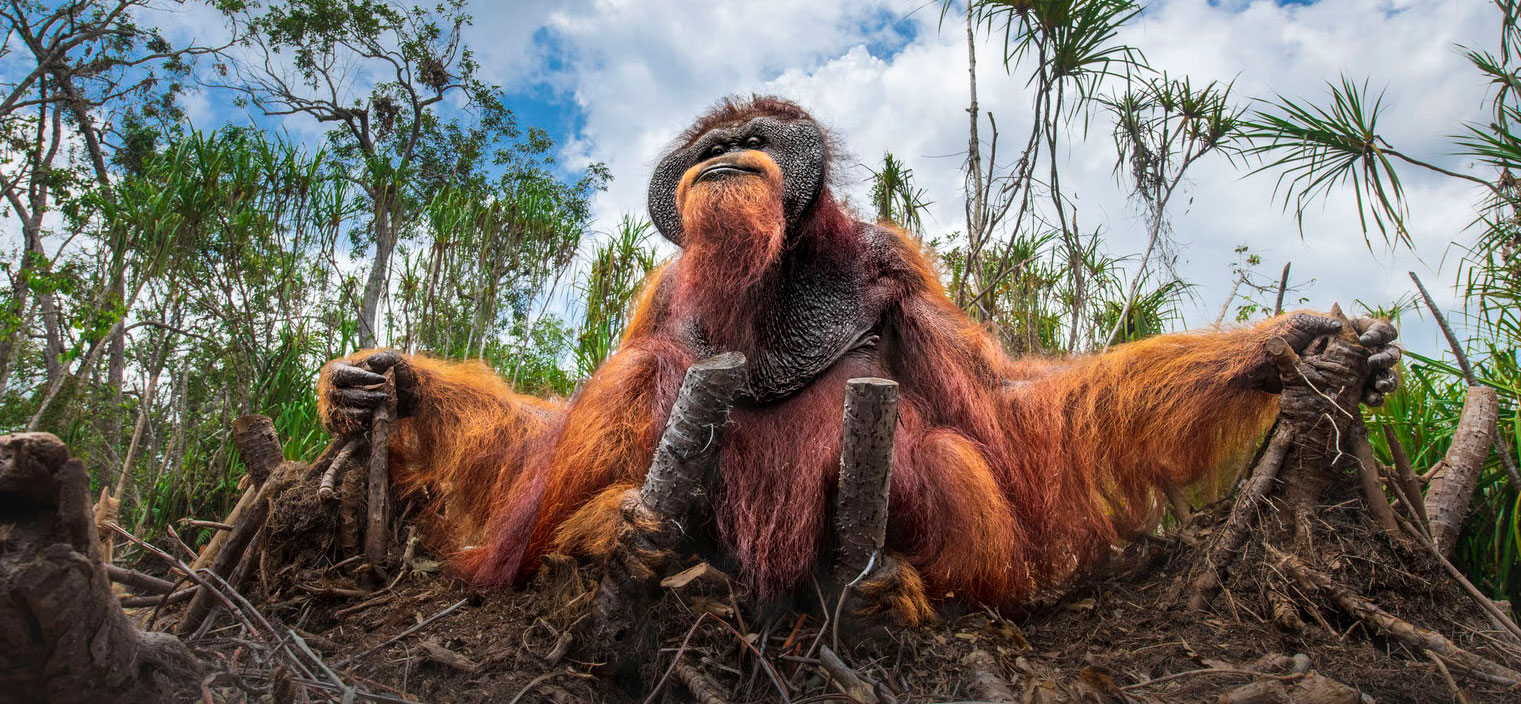 Zwycięzcy Global Photo Contest 2021 zabiorą cię w podróż po świecie dzikiej natury