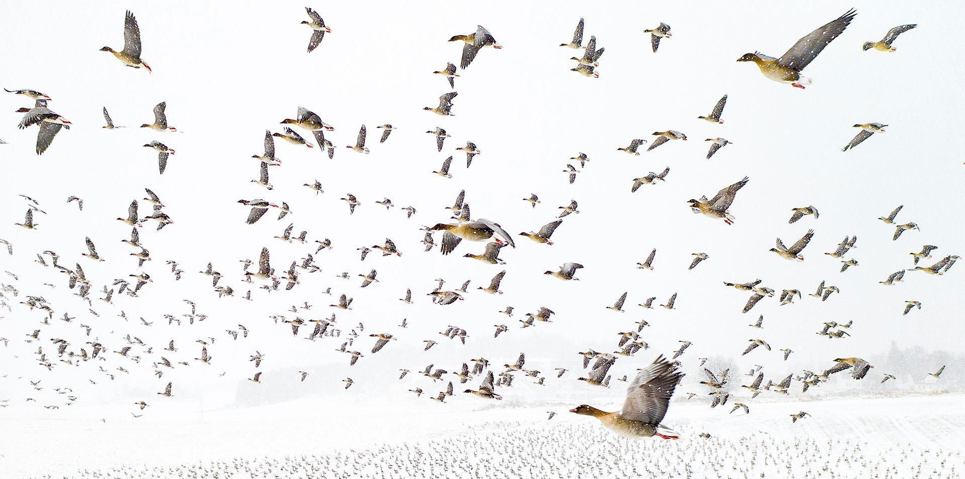 Tysiące gęsi i jeden dron. Zwycięskie zdjęcie Nature Photographer of the Year 2021 zachwyca