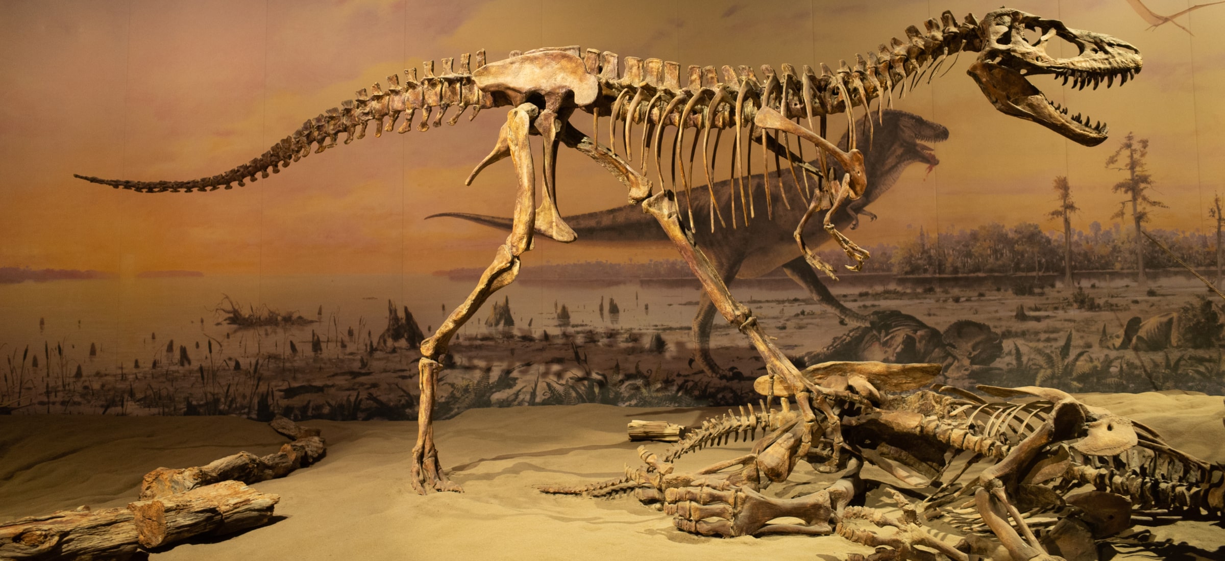 Kup szkielet dinozaura