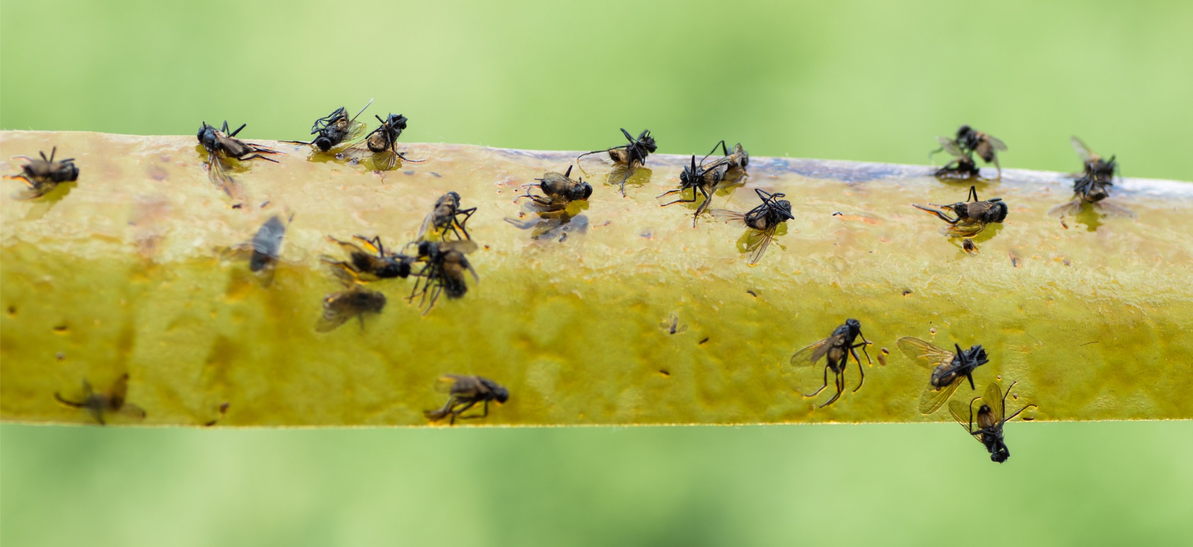 Naukowcy dowodzą, że insekty również odczuwają ból