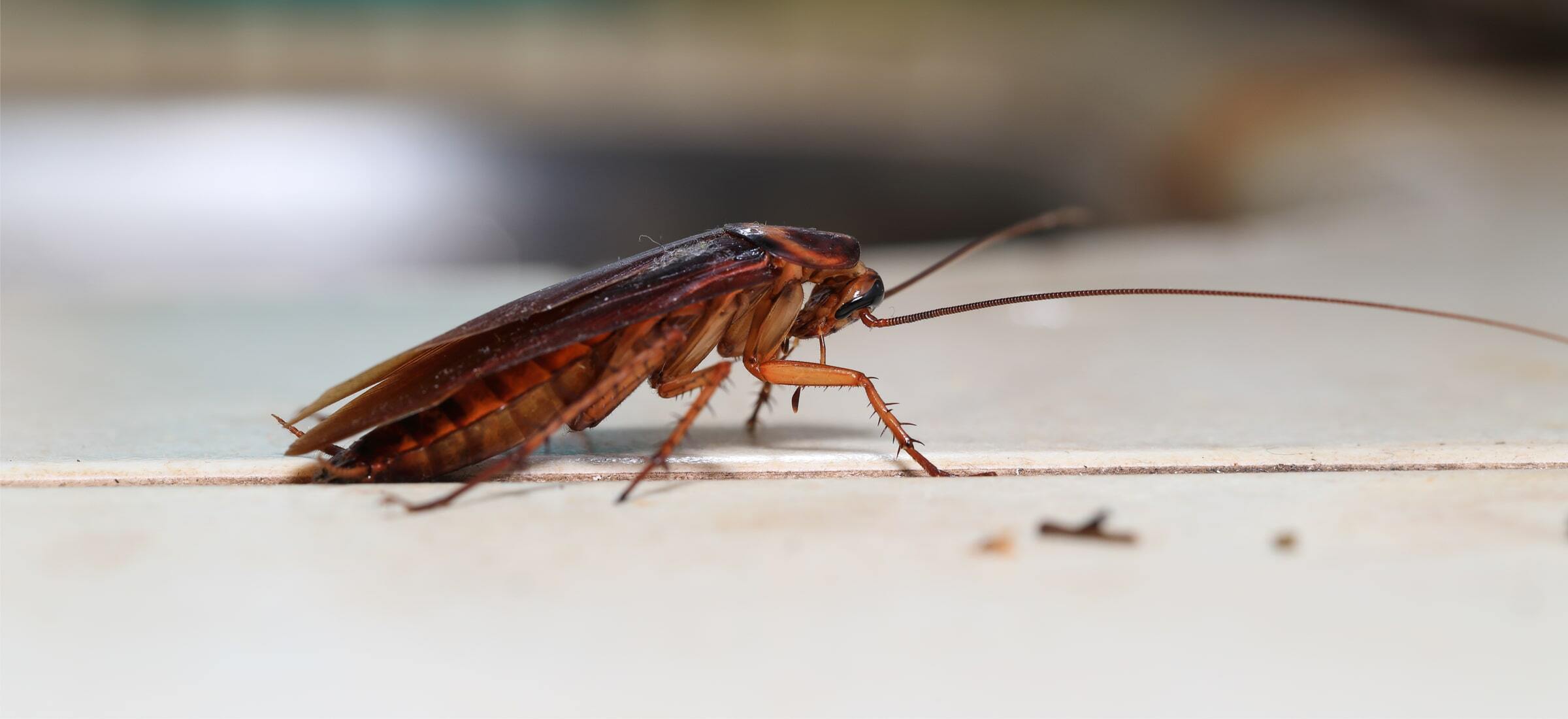 SI steruje laserem do zabijania karaluchów