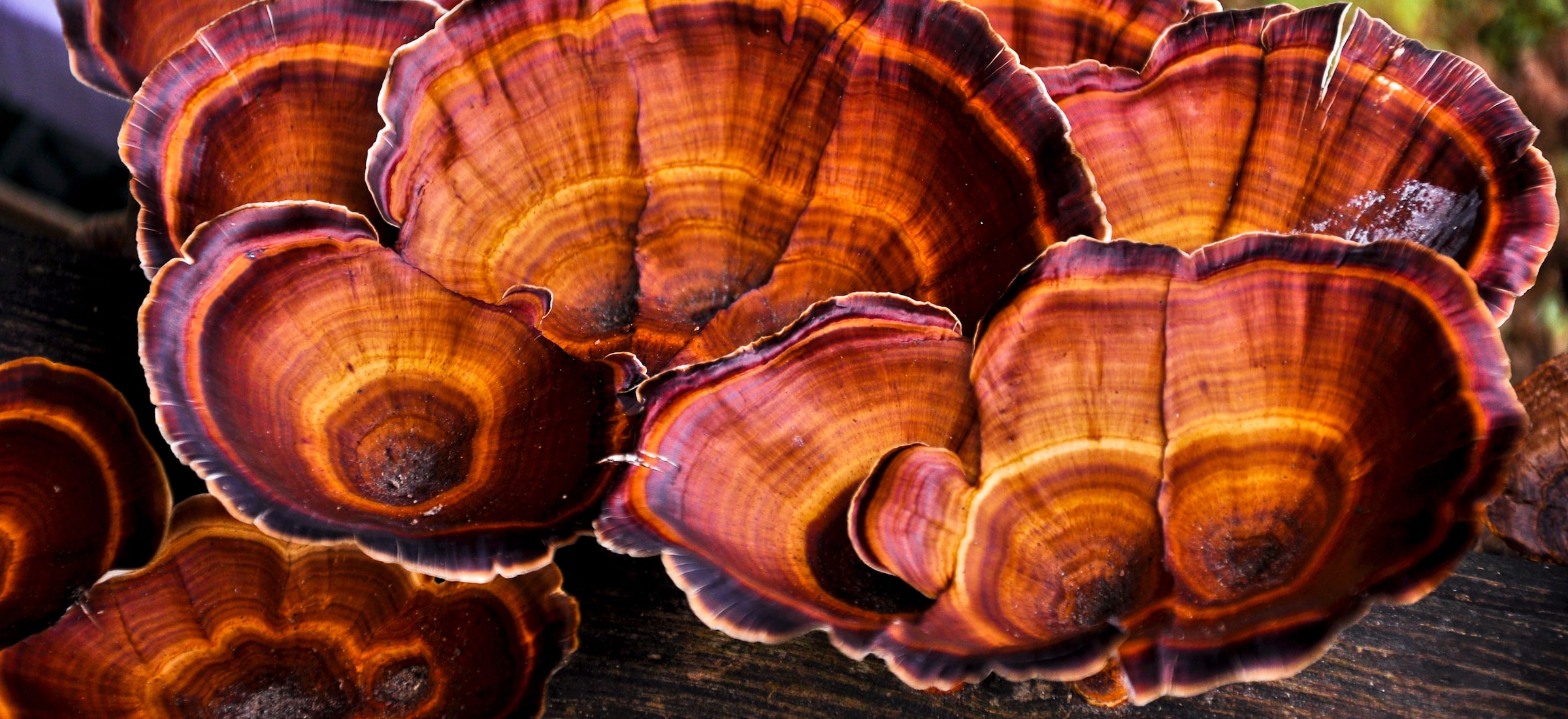 ganoderma lucidum