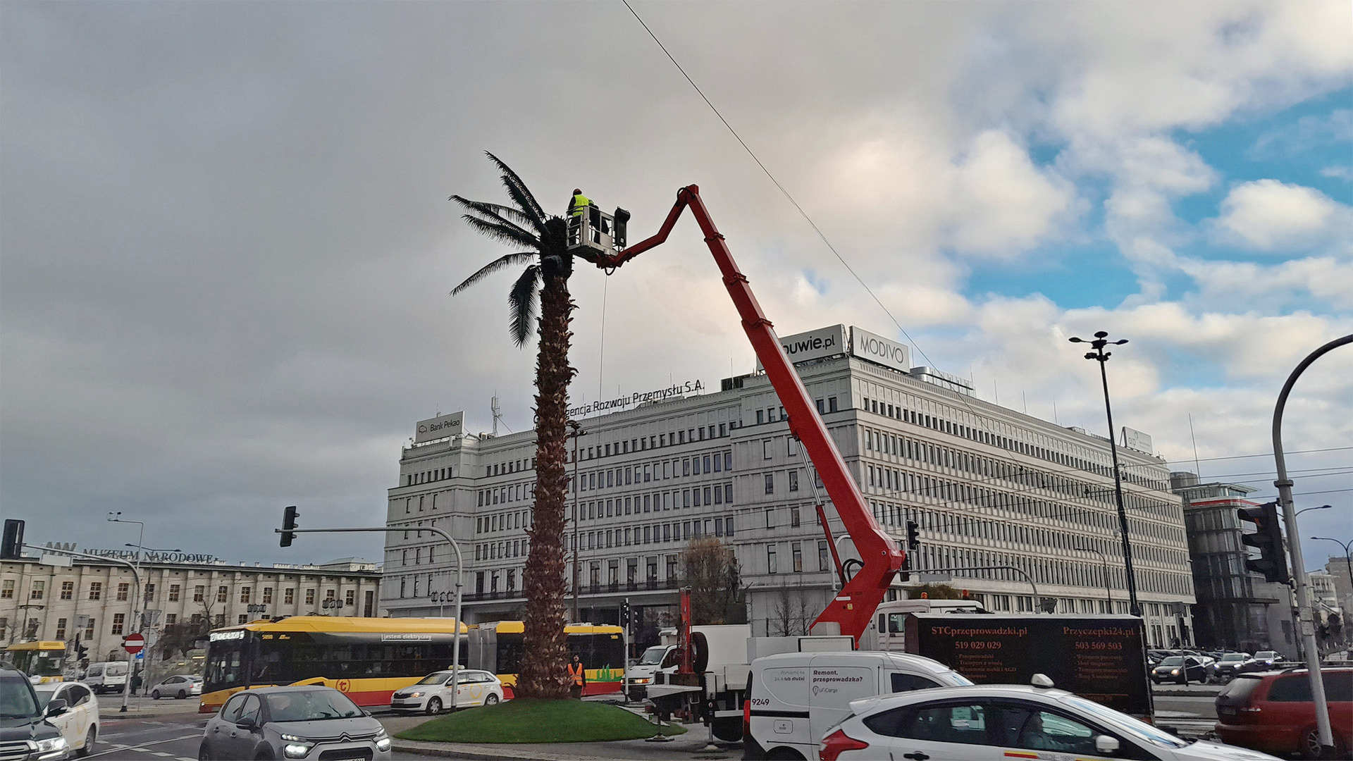 Poważny problem z palmą w Warszawie. Potrzebne były symulacje komputerowe