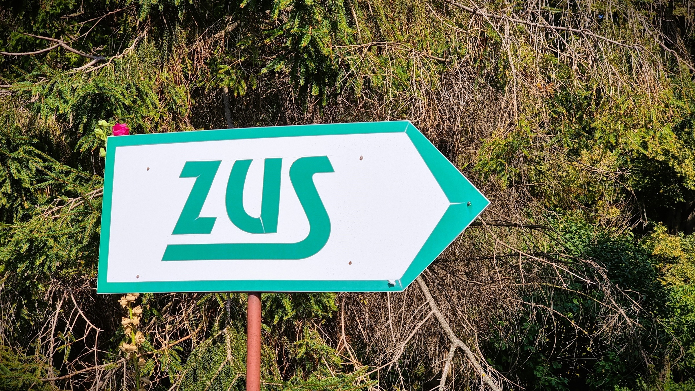 Wytknął, jak wygląda dziś strona ZUS-u. Padła ważna obietnica