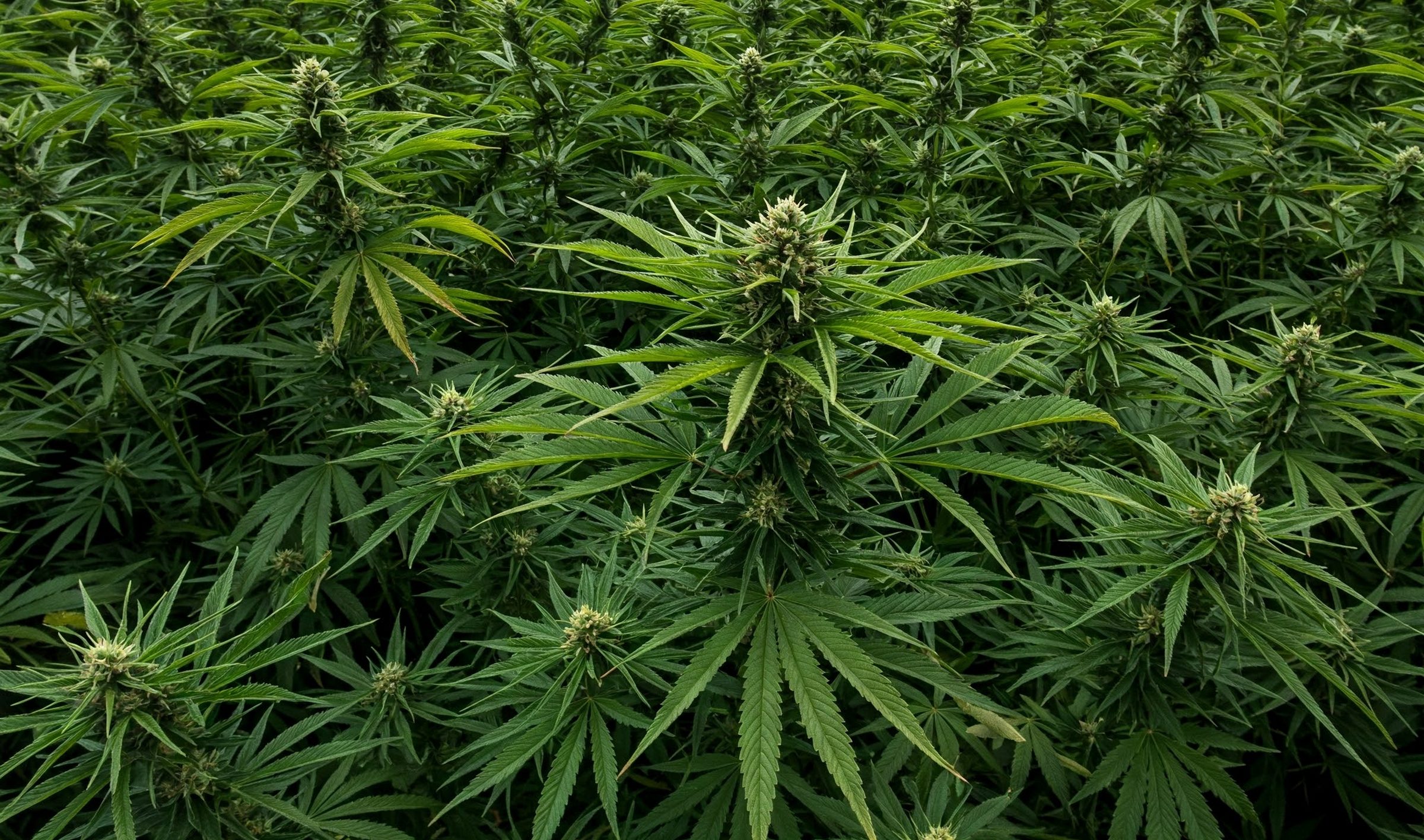 Domy z konopi to nowy patent Polaków. Nie będzie potrzeby docieplenia