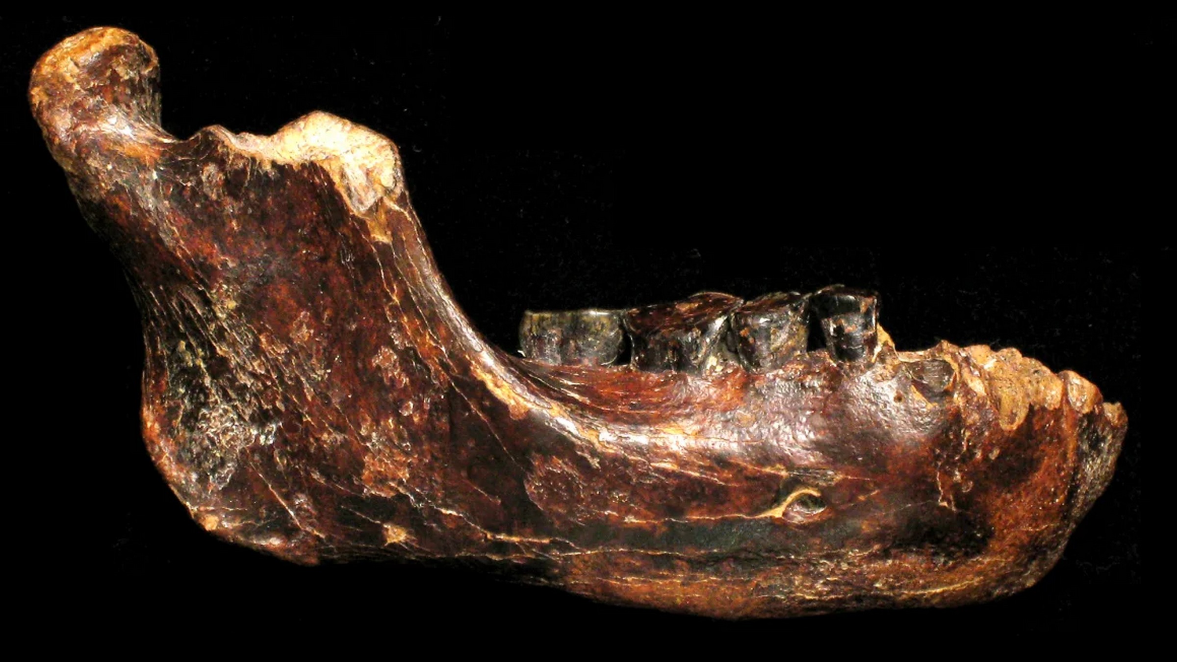 Rybacy wyłowili szczękę z oceanu. To szczątki wymarłego gatunku człowieka